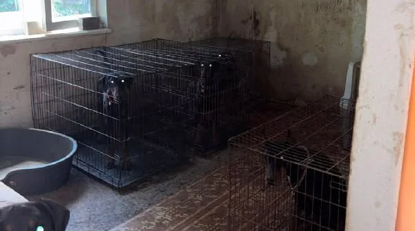 Добермани у великих металевих клітках у брудному приміщенні з вікном